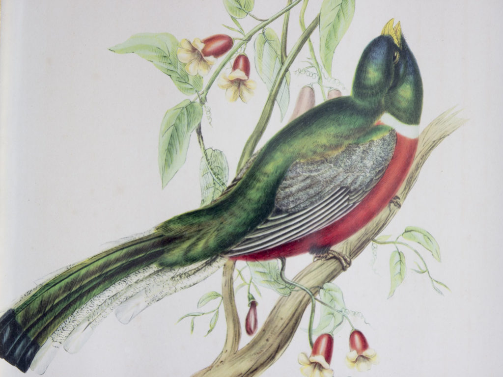 Cadre ornithologique John Gould