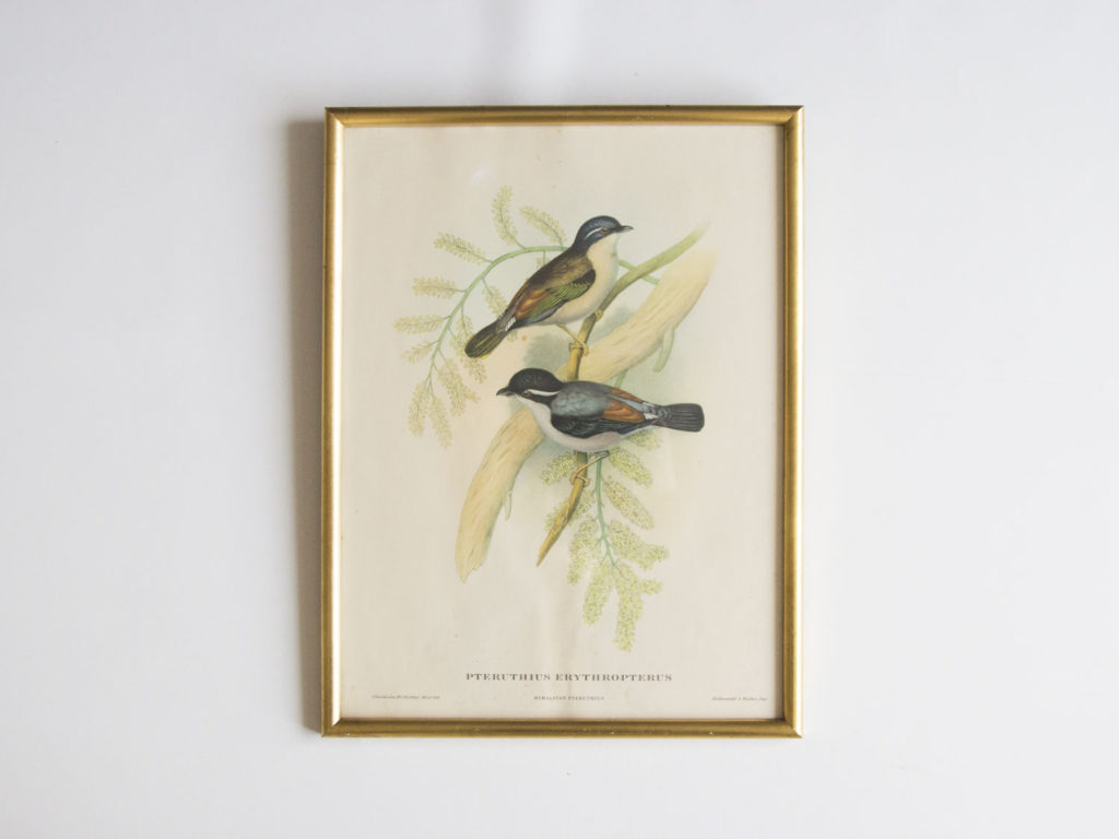 Cadre oiseaux John Gould -Pteruthius Erythropterus-