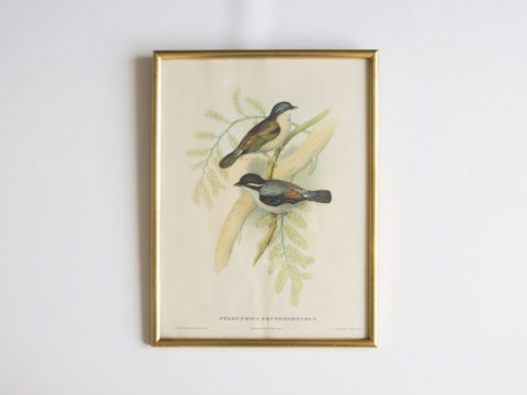 Cadre oiseaux John Gould -Pteruthius Erythropterus-