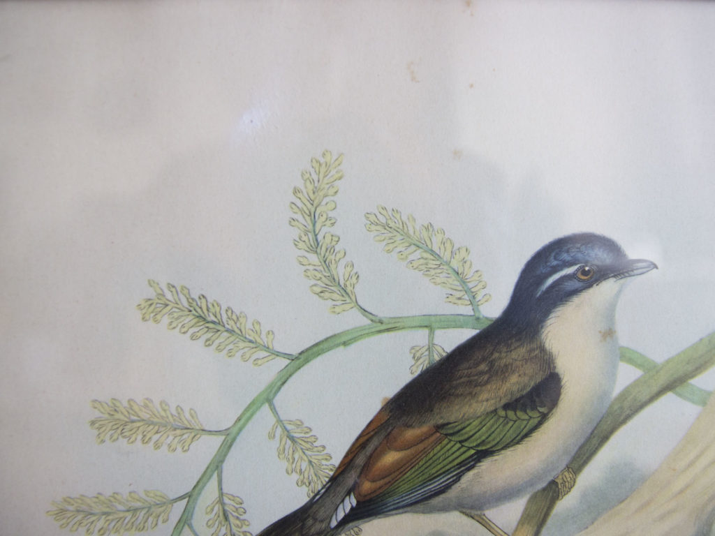 Cadre oiseaux John Gould -Pteruthius Erythropterus-