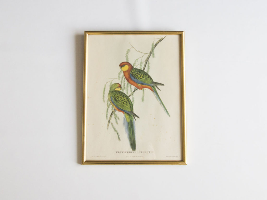 Lithographie oiseaux John Gould -Platycercus Icterotis-