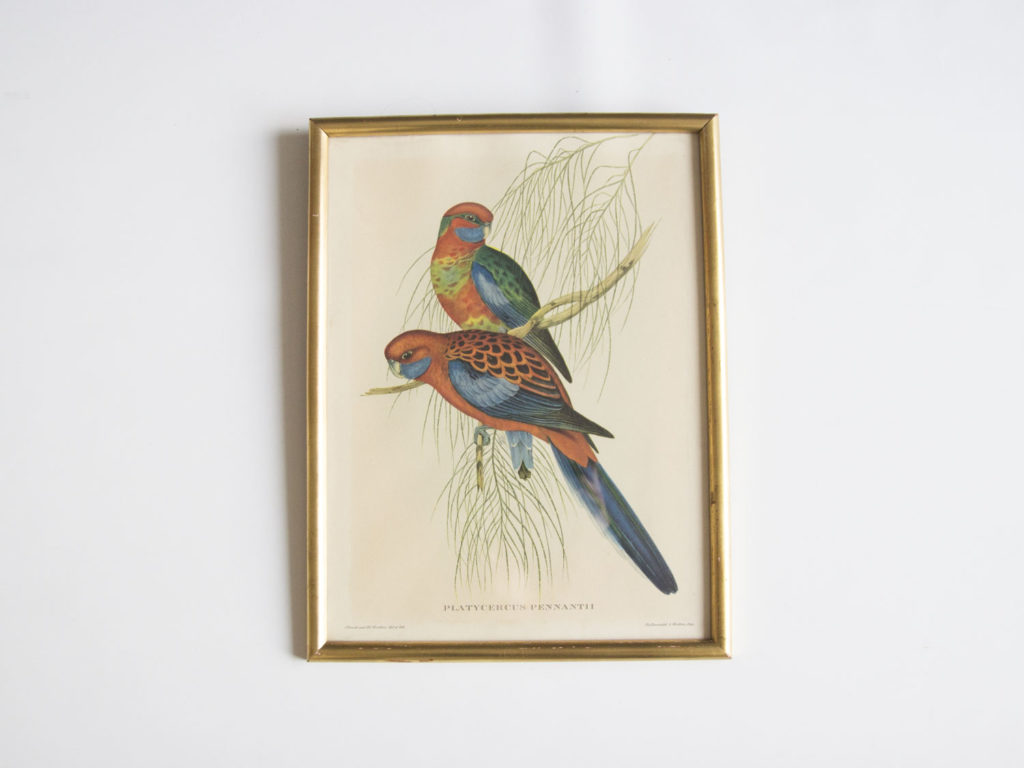 Cadre oiseaux John Gould -Platycercus Pennantii-
