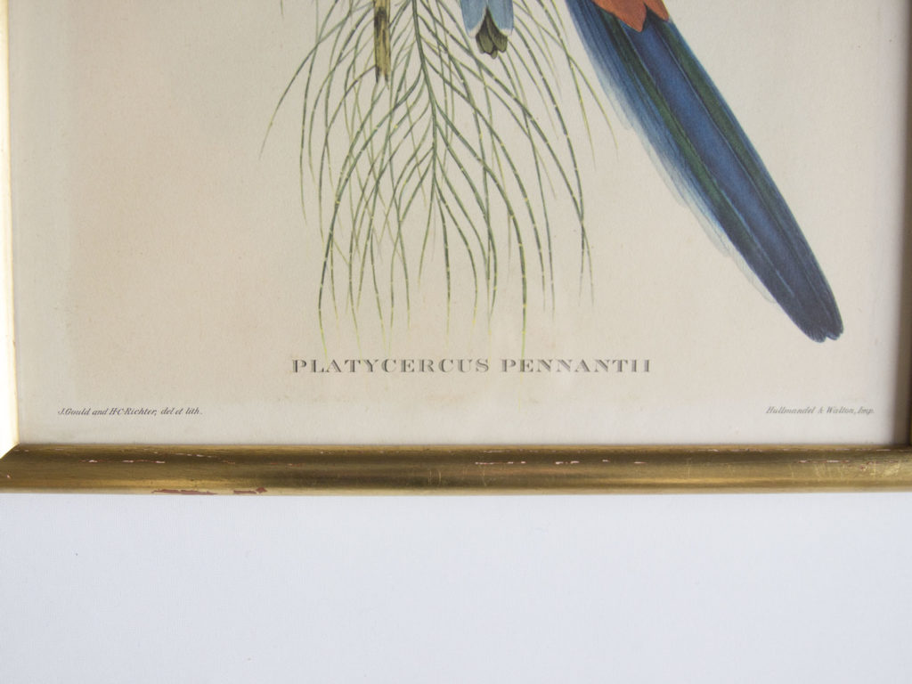 Cadre oiseaux John Gould -Platycercus Pennantii-