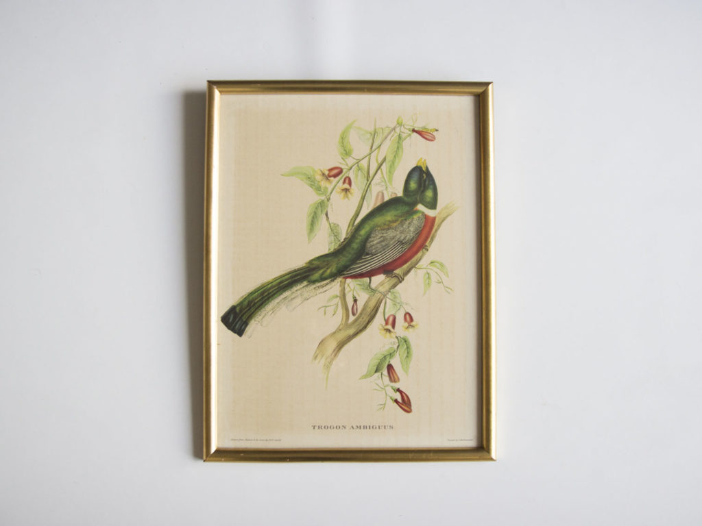 Cadre oiseau John Gould -Trogon Ambigus-