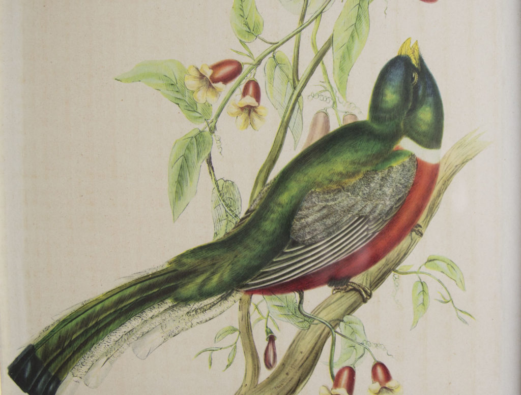 Cadre oiseau John Gould -Trogon Ambigus-